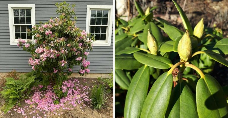 What Rhododendrons Need Now To Make It Through Another Ohio Winter