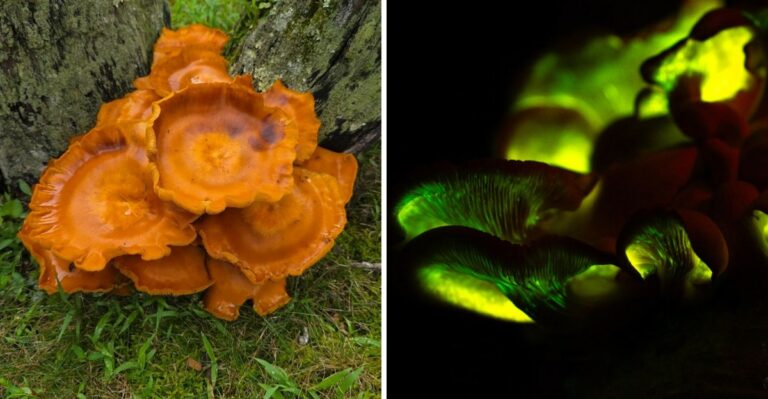 Don’t Touch This Beautiful But Toxic Pennsylvania Mushroom