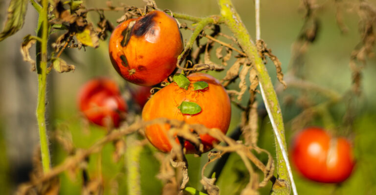 Underrated Habits Georgia Gardeners Use To Keep Stink Bugs Off Tomatoes