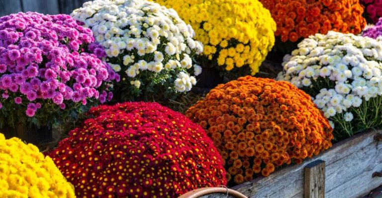 The Mums Sold In Illinois Right Now Mostly Do Not Come Back
