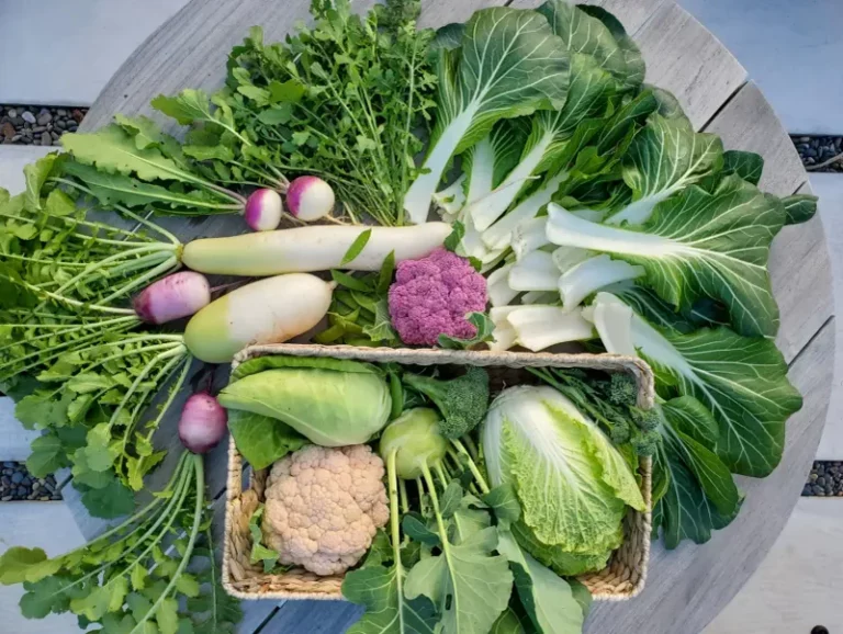 8 last-chance vegetables Wisconsin gardeners can still sow for a fall harvest before frost