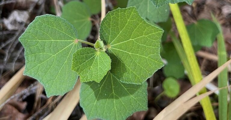 The Florida Plant List That Actually Determines What Nurseries Cannot Sell