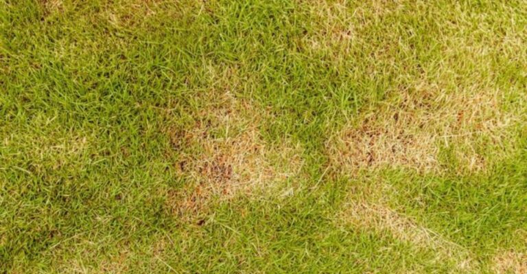 Why Zoysia Grass May Start Changing Color Before The Rest Of Your Florida Lawn