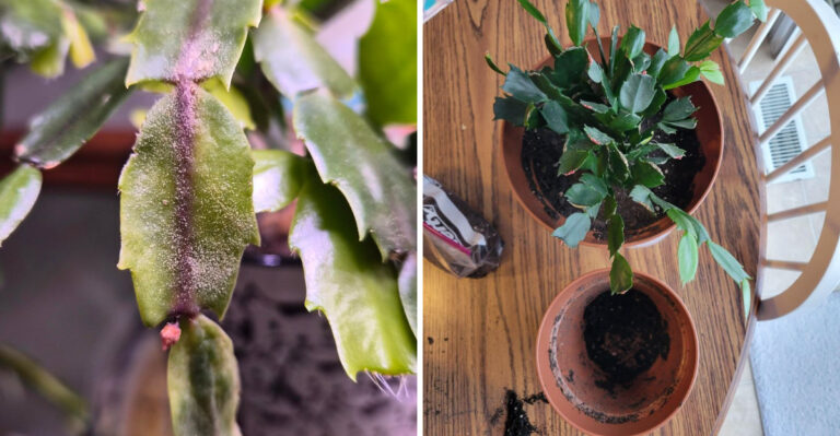 Why Your Christmas Cactus Is Dropping Segments And How To Fix It