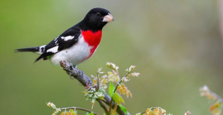 Why Your Florida Yard May Suddenly Have Birds You’ve Never Seen Before This September