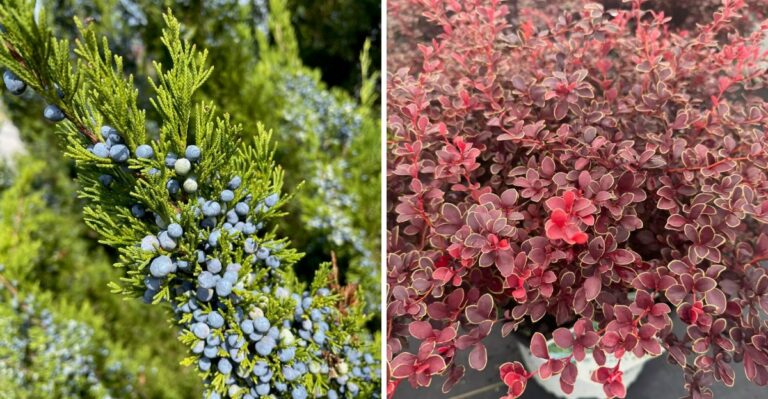 Pennsylvania Homeowners Are Finally Switching From Arborvitae To These Deer-Resistant Privacy Plants