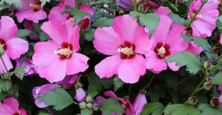 The September Task That Decides If Your Michigan Rose Of Sharon Blooms Next Summer