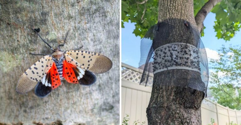 The Invasive Bug Spreading Into More Michigan Yards