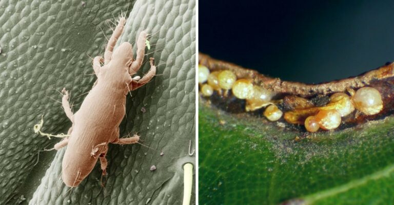 A Nearly Invisible Mite Is Dropping From Iowa Pin Oaks And Leaving Itchy Welts On Leaf Rakers