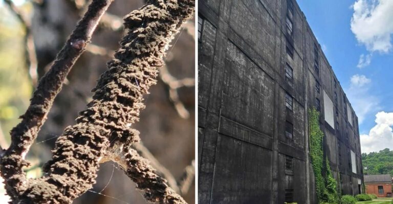 A Strange Black Fungus Tied To Whiskey Aging Is Coating Trees And Fences Near Tennessee Distilleries
