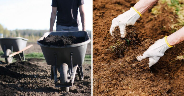 Why Fall Is The Best Time To Plant Trees In Missouri