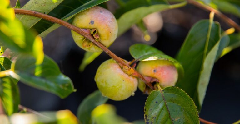 Why California Persimmons Drop Fruit Before It Fully Colors
