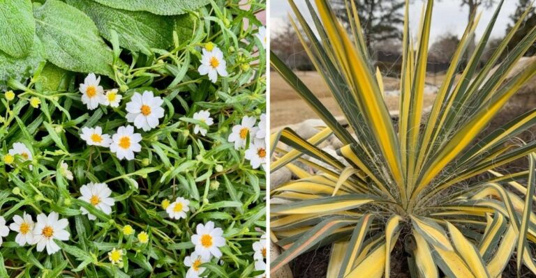 Texas Patio Plants To Plant In Concrete Beds This September So They Are Established Before Next Summer’s Heat