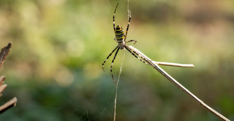 spider (featured image)