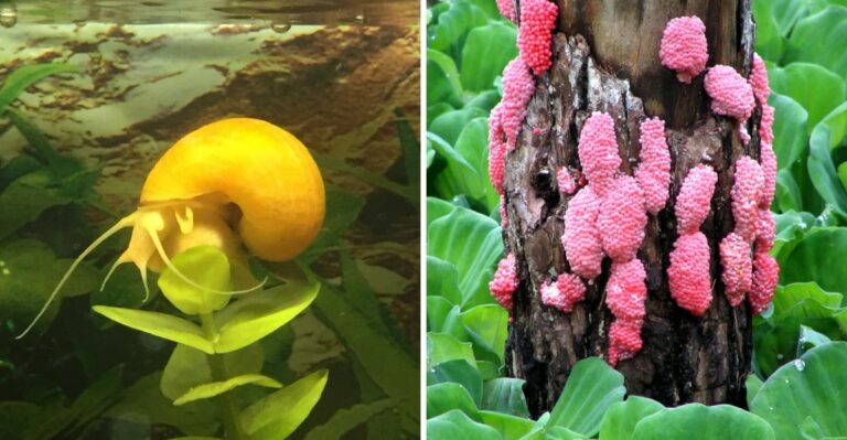 Bright Pink Egg Clusters Are Appearing On Louisiana Pond Plants And Few People Know What They Are