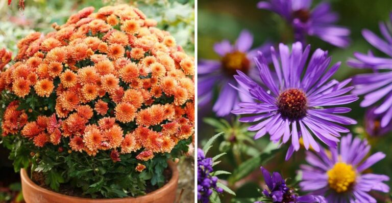 Why Pennsylvania Gardeners Plant This Native Perennial Instead Of Mums