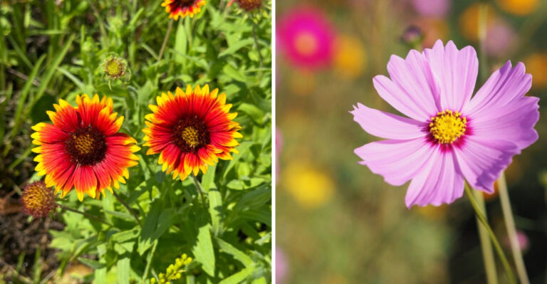indian blanket and cosmos