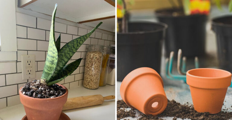 Why Your Snake Plant Leans To One Side (And How To Fix It)
