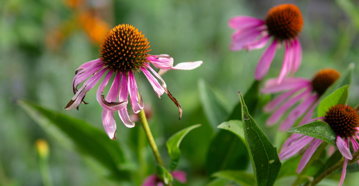 coneflower wilt