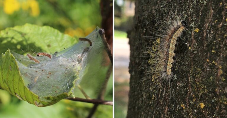 A Strange Silk Is Spreading Through Iowa’s Black Walnut Trees