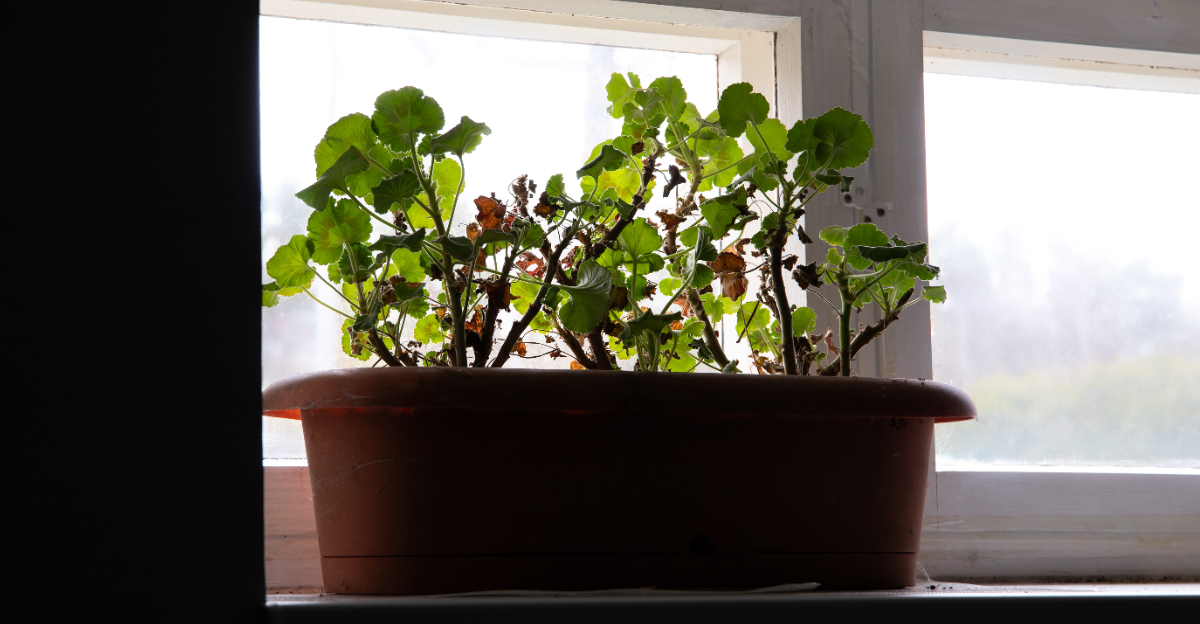 geranium on a windowsill