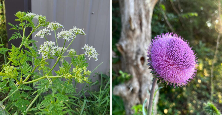 The Ohio Wildflowers Now Considered Prohibited Noxious Weeds