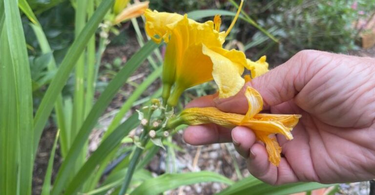 8 Things To Do With Daylilies After They Bloom