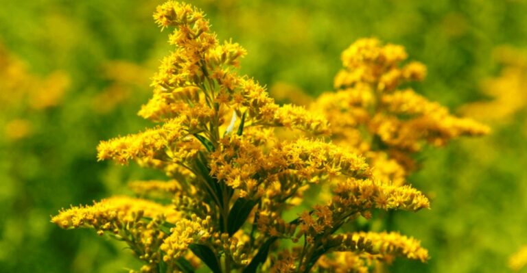 The Yellow Texas Native You’ll Start Seeing Everywhere As Fall Approaches