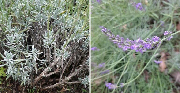 Why Michigan Lavender Turns Woody (And How To Stop It)