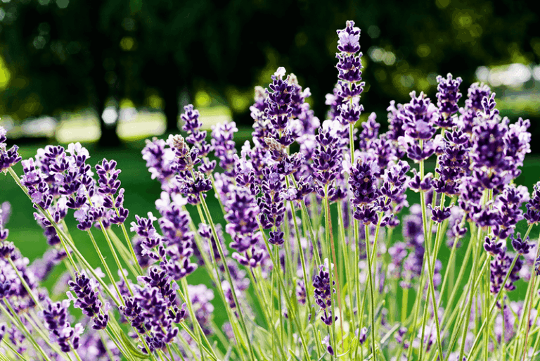 9 Desert Natives Arizona Gardeners Plant This Fall To Cut Next Summer’s Water Bill In Half