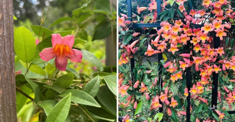 The Full Sun Virginia Vine That Covers Hot Fences In Flowers With Little Water