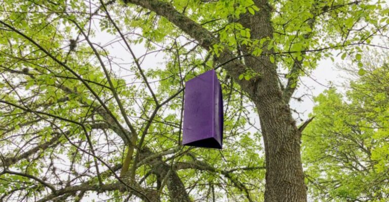 The Purple Boxes Hanging In Connecticut Trees Are There For A Reason