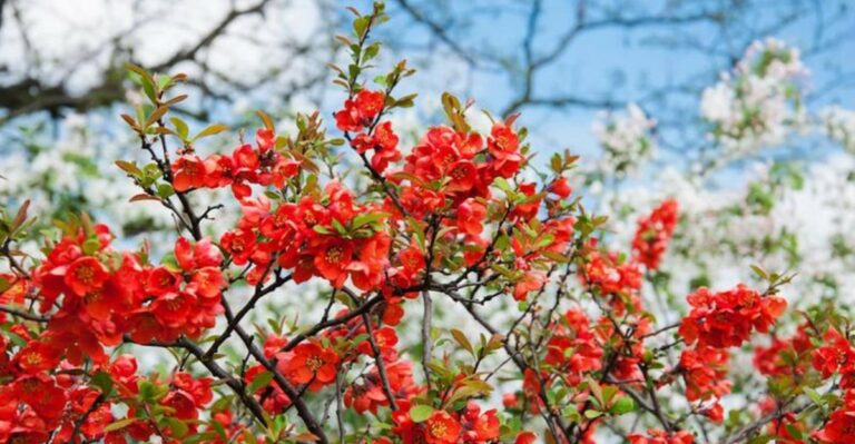 The September Move That Decides If Your North Carolina Flowering Quince Blooms Next Year
