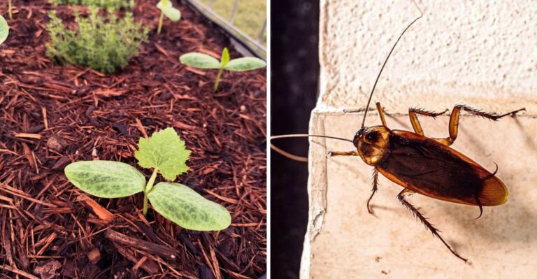 Texas Mulch Choices That Make Roach Problems Worse Around The Foundation