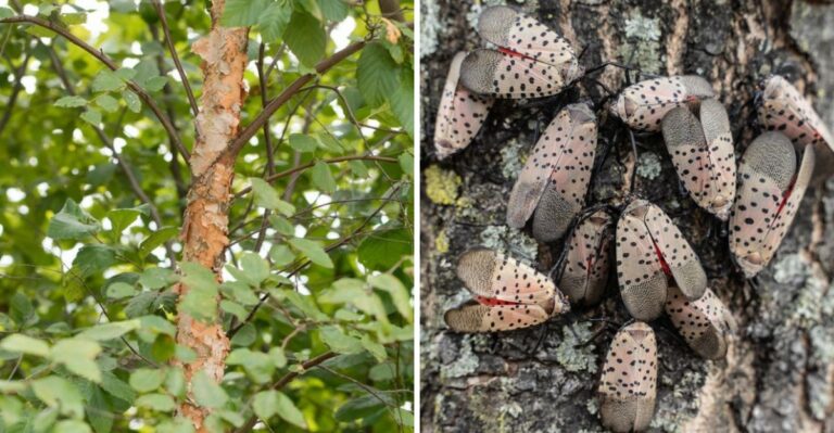 These Are The Pennsylvania Trees Spotted Lanternflies Swarm First