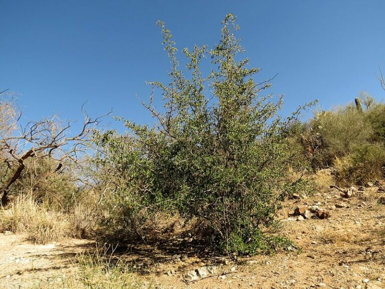 Desert Hackberry: The Low-Water Arizona Native Worth Adding To A Tick-Conscious Yard Design