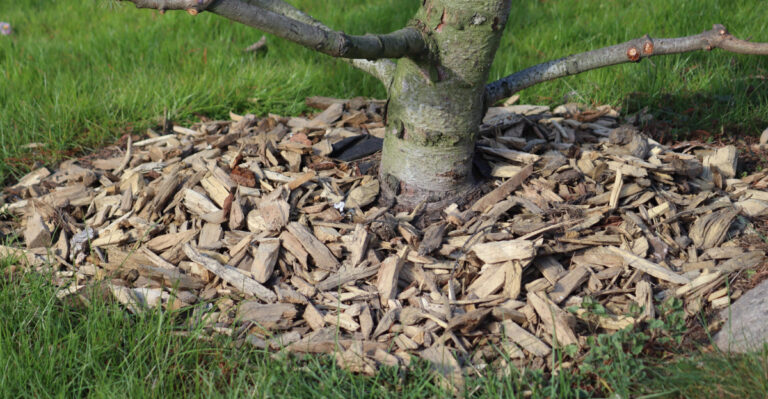 Why California Gardeners Refresh Mulch Under Trees Before September Heat