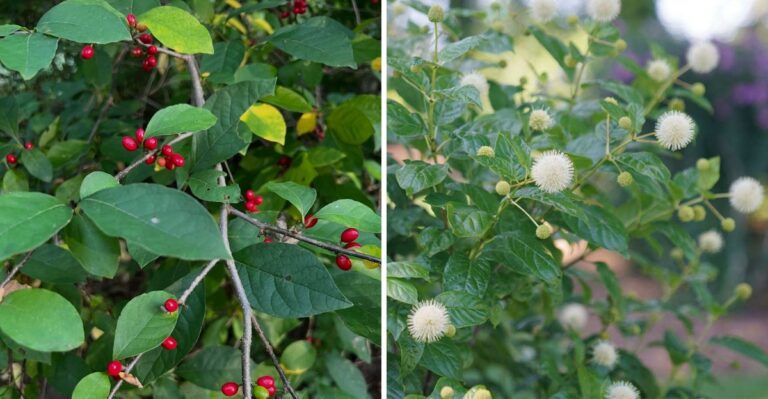 Hard-To-Find Native Pennsylvania Shrubs Worth The Hunt This Fall