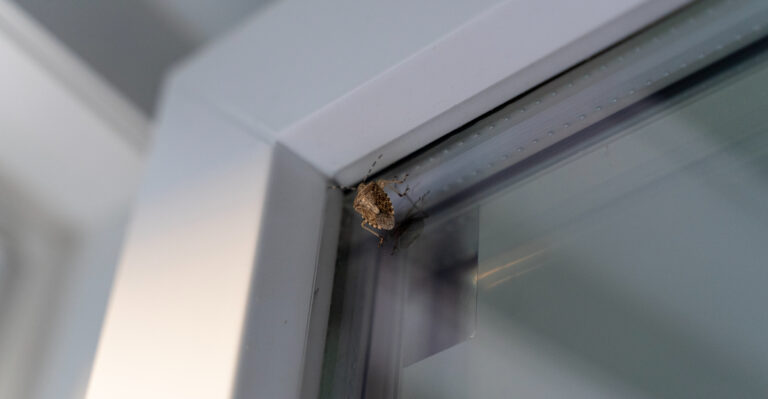 Seal These Spots Now Before Virginia Stink Bugs Move Onto Your Walls