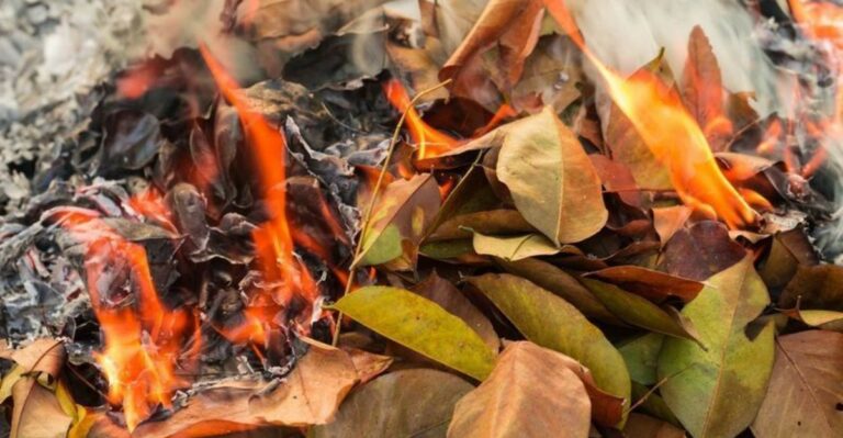 Can You Burn Leaves In Your Florida Yard? What The Rules Actually Say