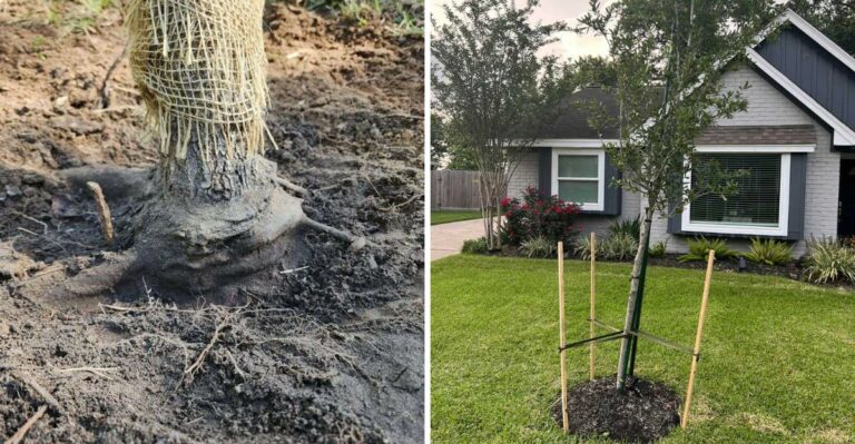 The California Garden Mistakes That Can Leave Newly Planted Trees Vulnerable To Wind