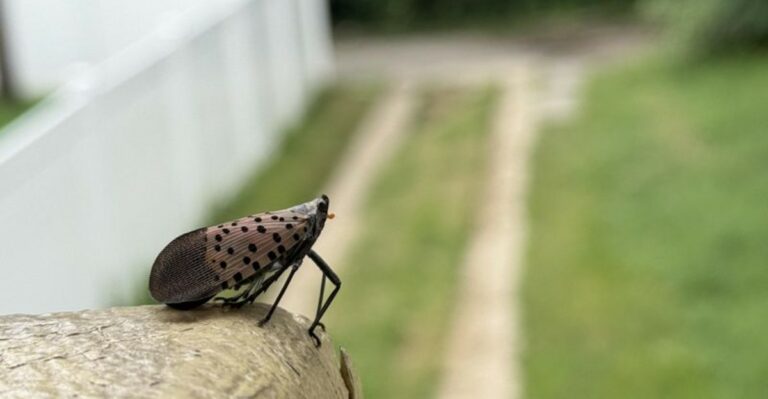 spotted lanternfly in yard up close