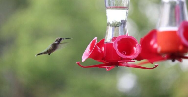 How To Keep Hummingbirds Coming Back To Your Georgia Yard Through Fall Migration