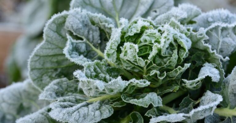 plant with light frost