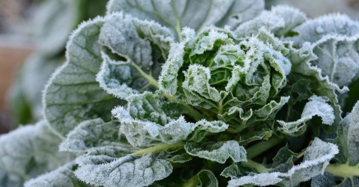 plant with light frost