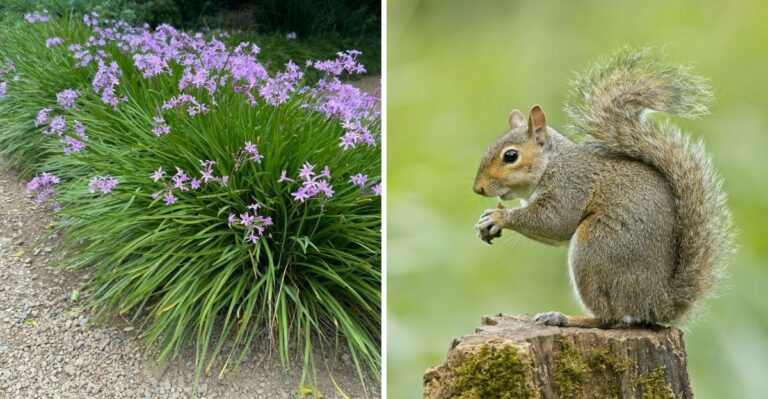 This Texas Border Plant Helps Keep Squirrels From Taking Over In Fall