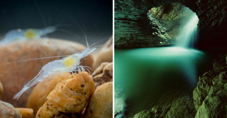 The Kentucky Cave Creature Found Nowhere Else In The World