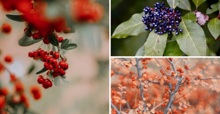 These Virginia Native Shrubs Outshine Hydrangeas Every Fall