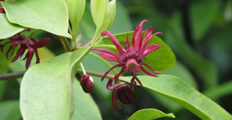 The September Yard Swap Florida Homeowners Can Make Instead Of Planting Another Generic Shrub