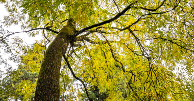 Why Your Garden Struggles Under This Connecticut Tree (And What Actually Grows There)